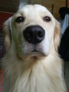 Fotos de perros