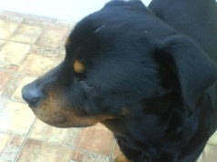 Fotos de perros