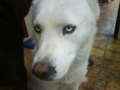 Fotos de perros