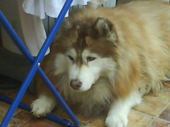 Fotos de perros