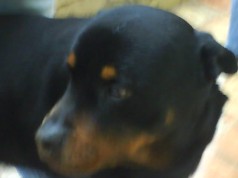 Fotos de perros