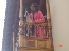 Fotos de perros