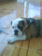 Fotos de perros