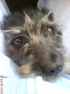 Fotos de perros
