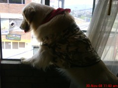 Fotos de perros