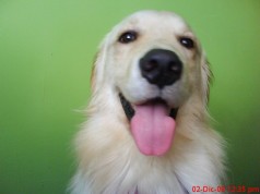 Fotos de perros
