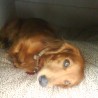 Lucy
