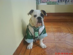 Fotos de perros