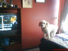 Fotos de perros