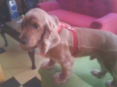 Fotos de perros