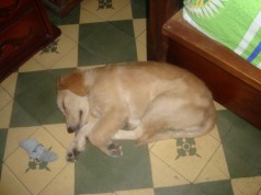 Fotos de perros