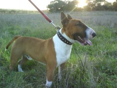 Fotos de perros