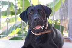 Fotos de perros