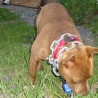 LOLA