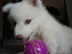 Fotos de perros