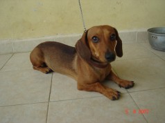 Fotos de perros
