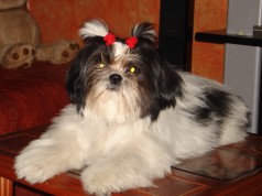 Fotos de perros