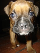Fotos de perros