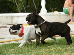 Fotos de perros