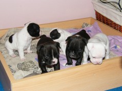 Fotos de perros