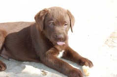 Fotos de perros