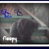 Floopy 