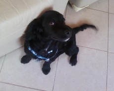 Fotos de perros