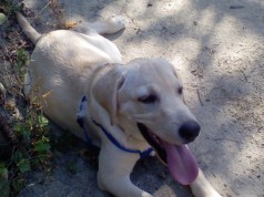 Fotos de perros