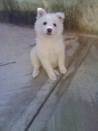 Fotos de perros