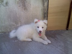 Fotos de perros