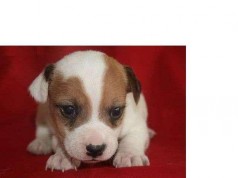 Fotos de perros