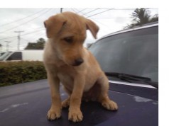 Fotos de perros