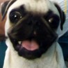 Pugsy