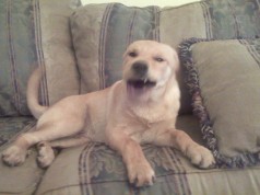 Fotos de perros