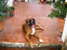 Fotos de perros