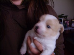 Fotos de perros