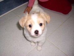 Fotos de perros