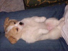 Fotos de perros
