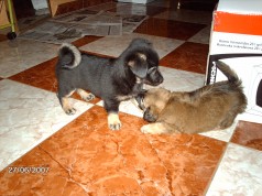 Fotos de perros