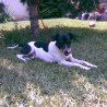 Boris