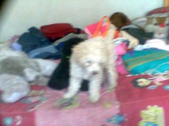 Fotos de perros