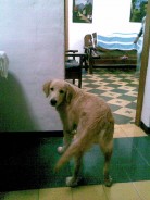 Fotos de perros