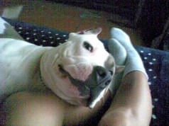 Fotos de perros
