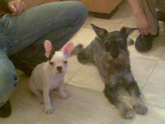 Fotos de perros