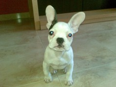 Fotos de perros