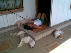 Fotos de perros