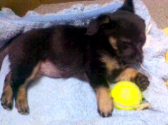 Fotos de perros