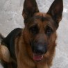 Lobo