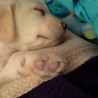 nala
