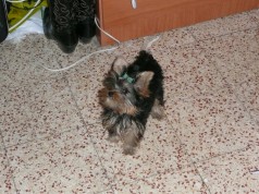 Fotos de perros